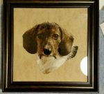 (image for) Willy - Wirehaired Dachshund